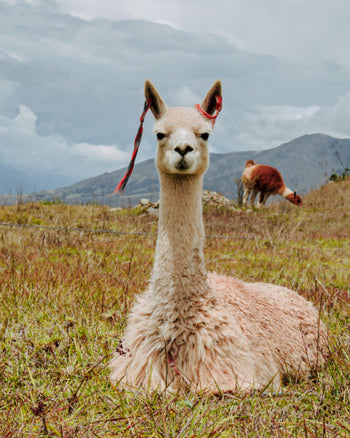 Mountaineer Alpaca Sock – Living Water Fibers and Alpacas