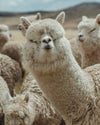 Alpaca Fiber - What Makes It Different From Wool