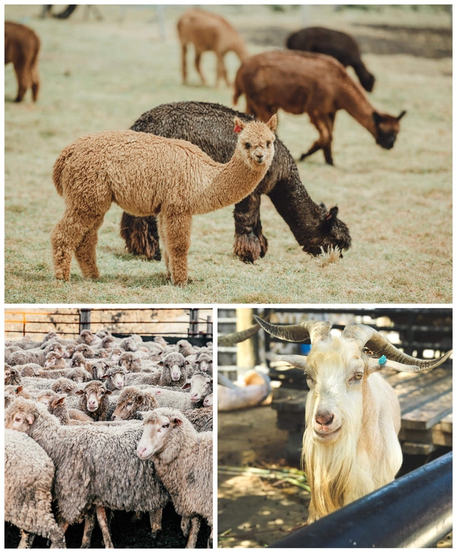 Benefits of Alpaca Wool Clothing - Shrewsbury Markets