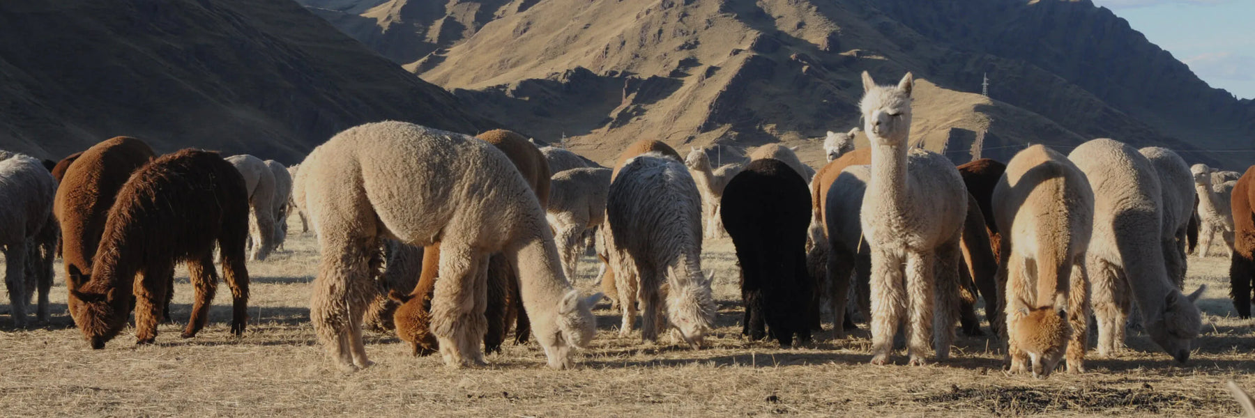 Alpacas grazing at base of mountain 