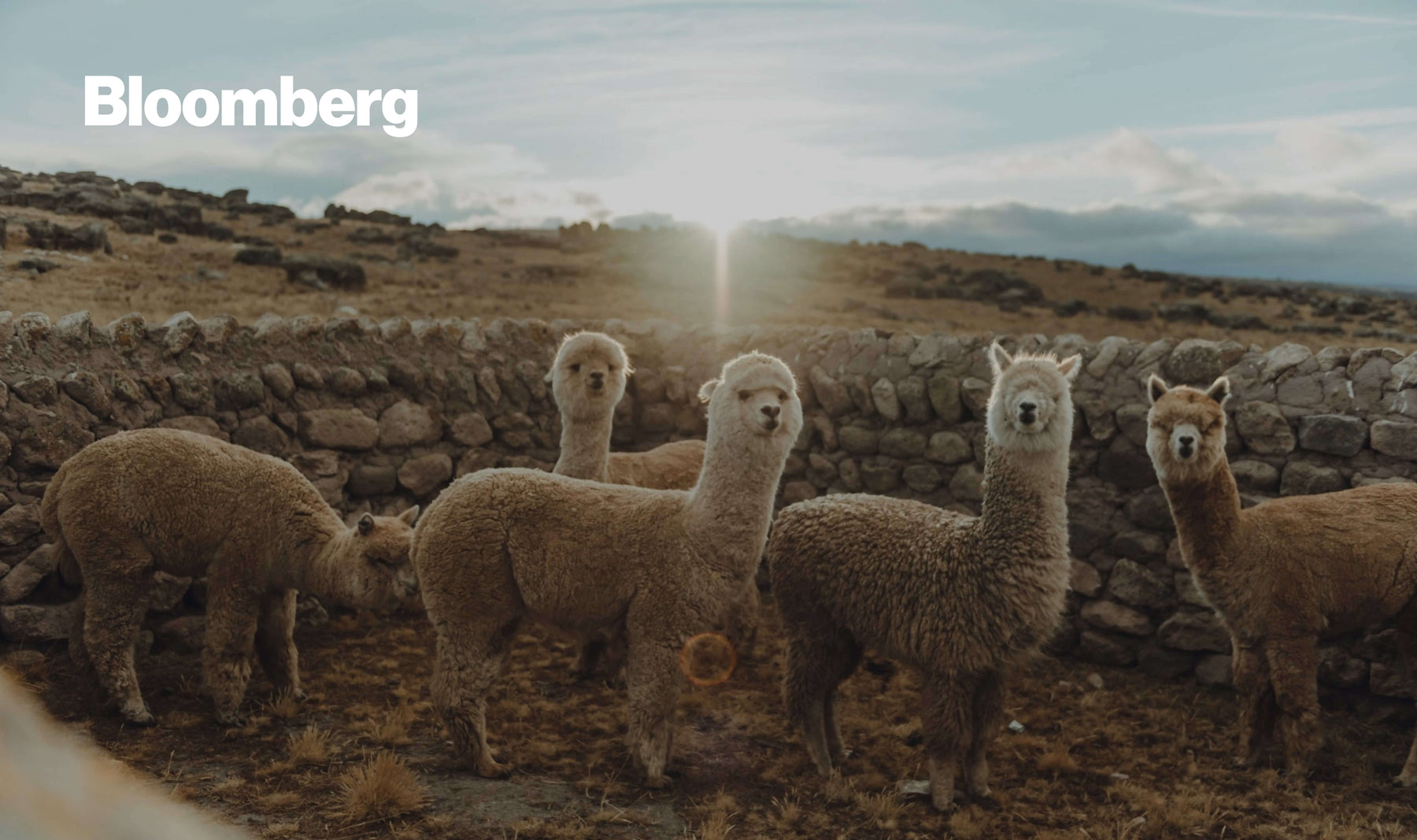 A group of cute alpacas in the Andes with the Bloomberg logo at the top left corner