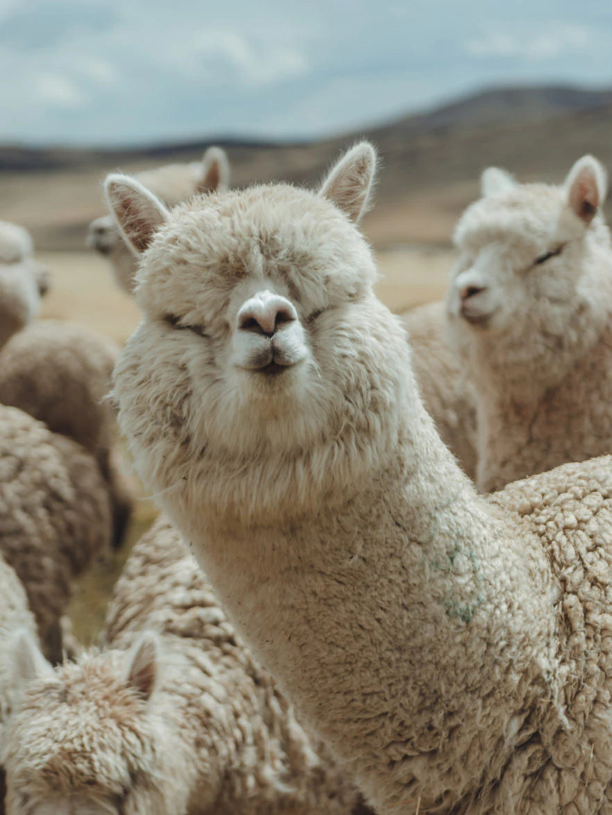 White Alpaca Making Kissing Face with Other Alpacas in Background