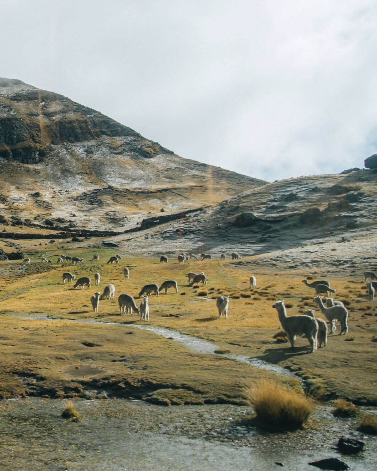 Alpacas Roaming Free Near a Stream in the Andes Mountains in Peru