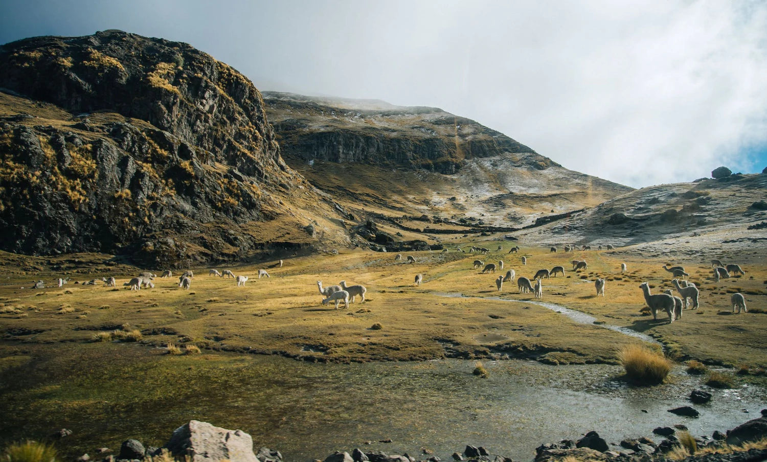 Alpacas Roaming Free Near a Stream in the Andes Mountains in Peru