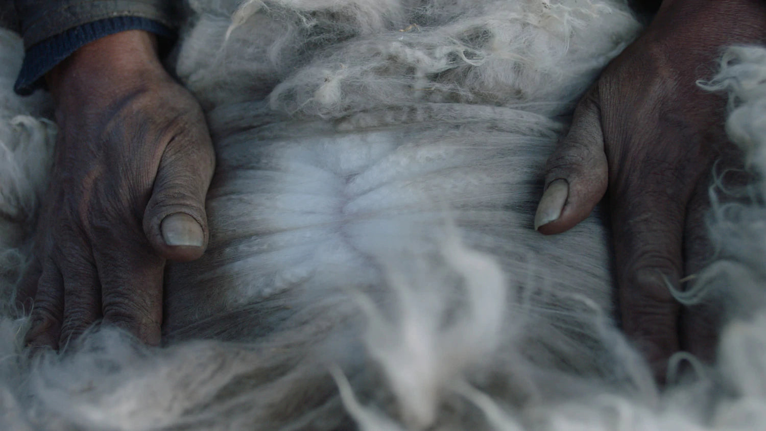 Woman's Hands Separating Sustainable Alpaca Wool Fiber on an Alpaca