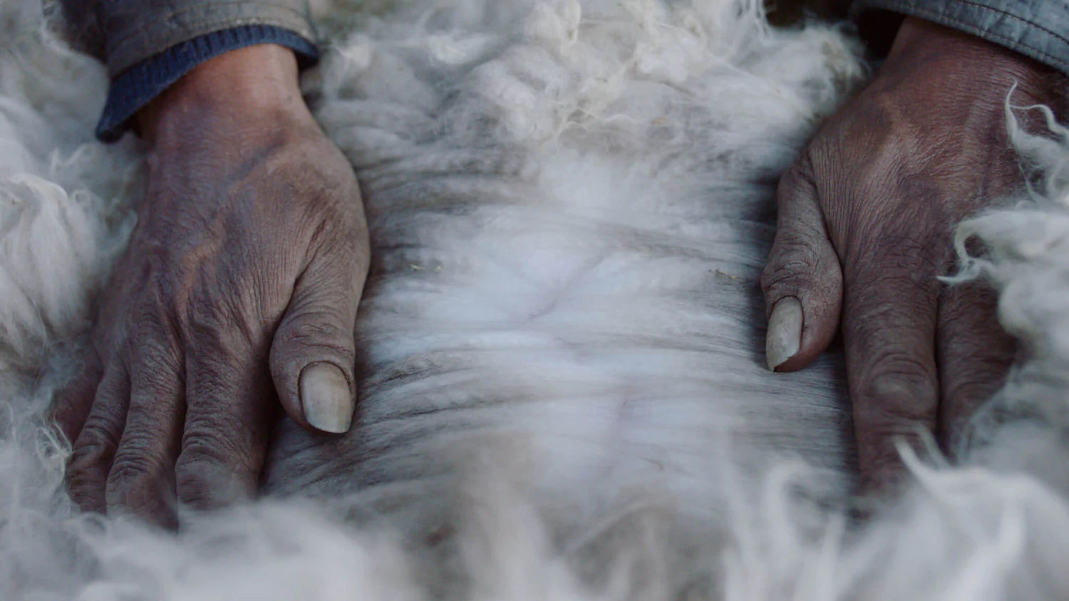 Woman Separating Alpaca Wool on Alpaca’s Back with Hands