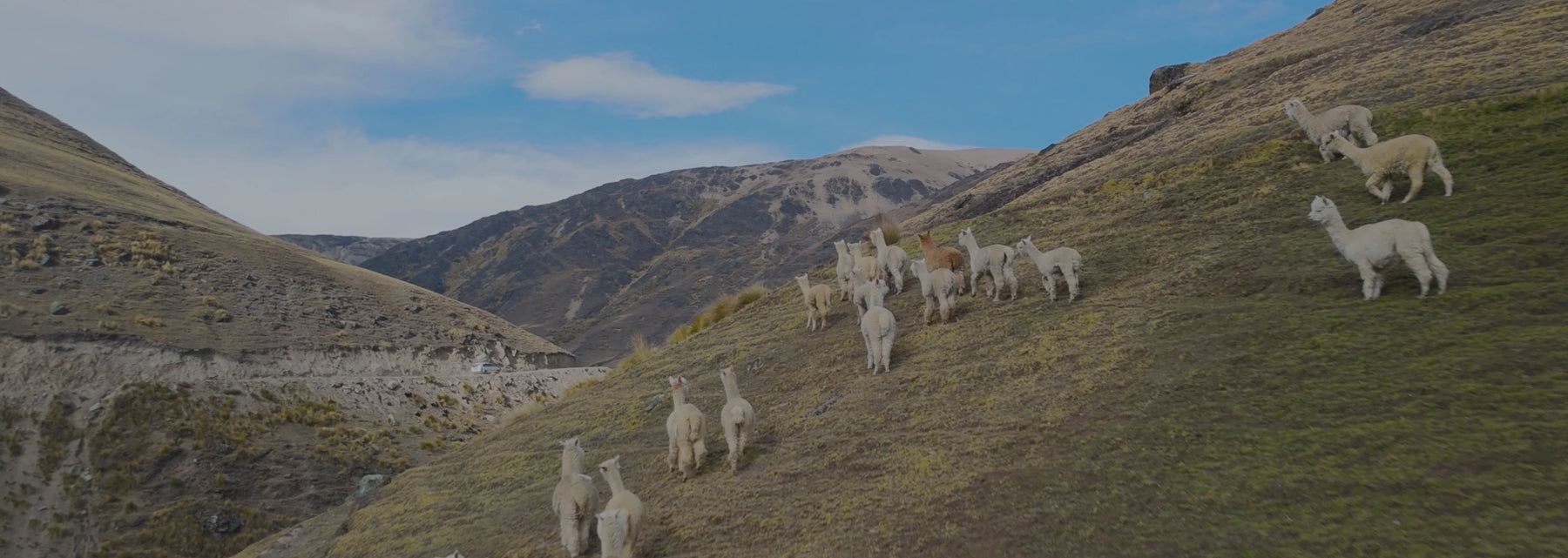 Herd of Alpaca on Hillside in Peru