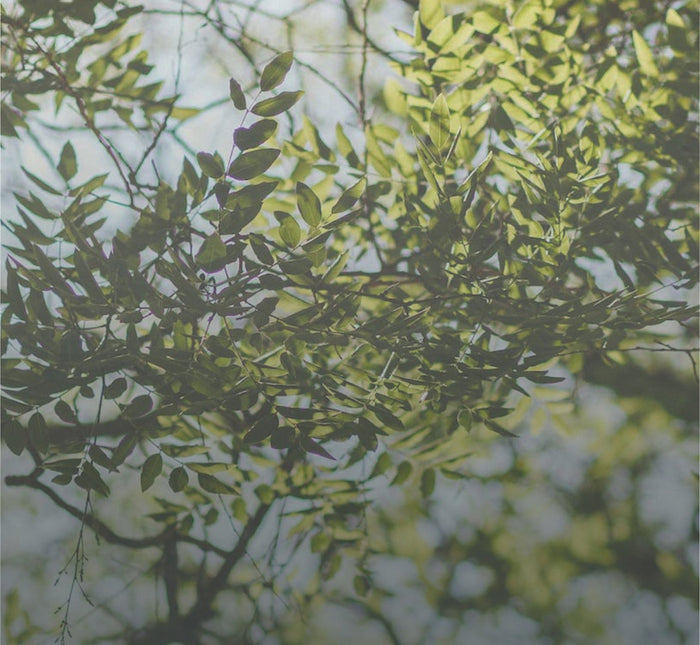 Green Leaves of a Tree Through Natural Sunlight