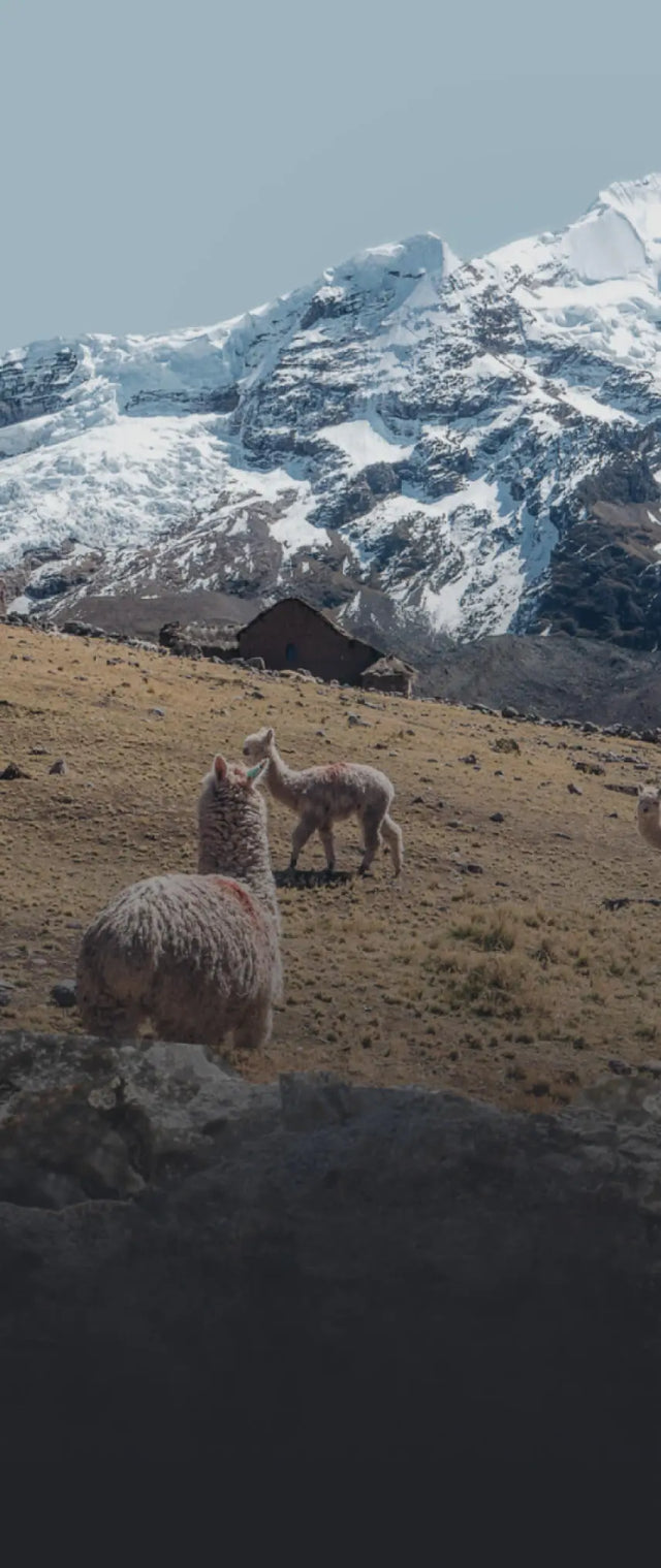 Mountaineer Alpaca Sock – Living Water Fibers and Alpacas