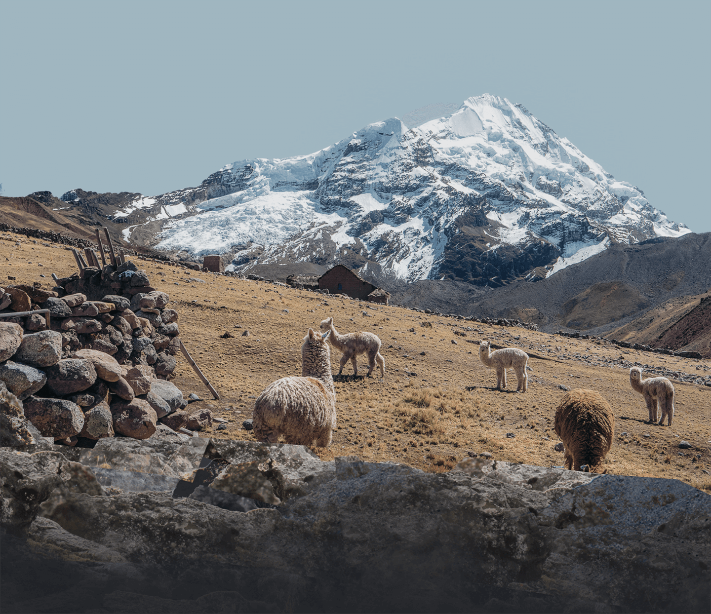 Alpacas in the Andes in Front of Mountain in Peru