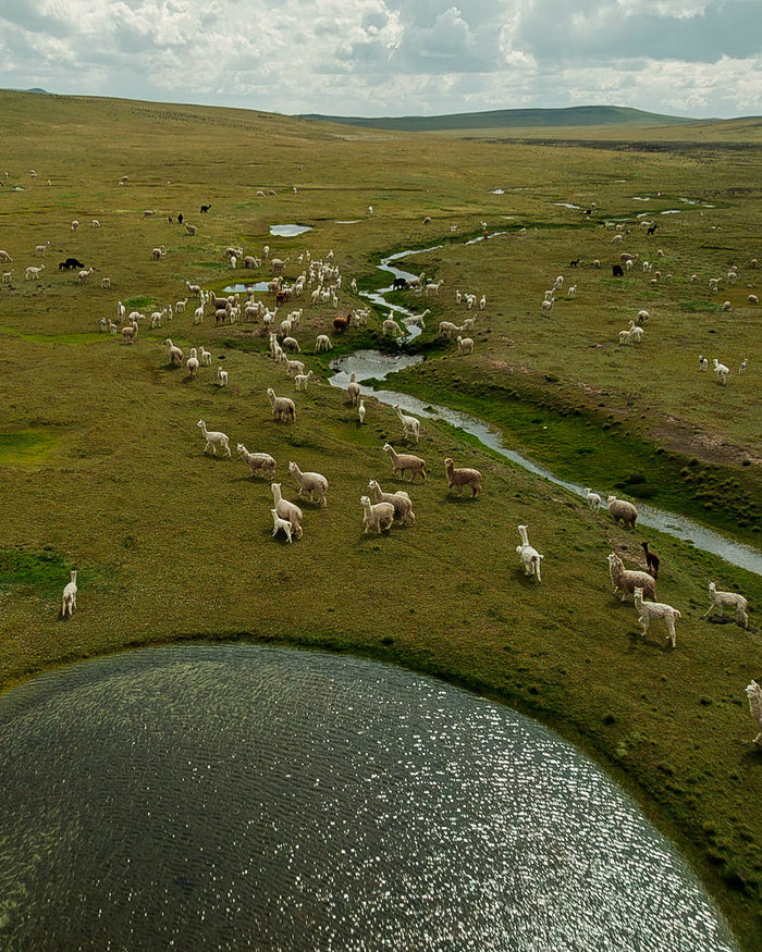 Drone Image of Alpacas Roaming Free Alongside Creek in Andes Mountains in Peru